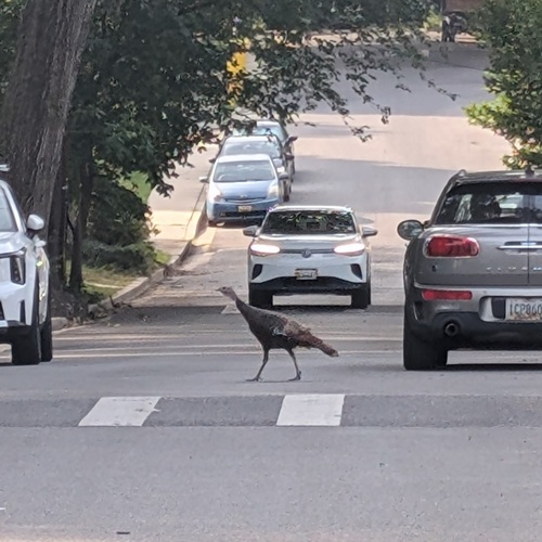 Wild Turkey photographed in Maryland