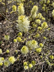 Fothergilla
