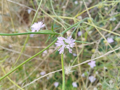 Knautia integrifolia, photograph 1