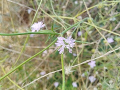 Knautia integrifolia, photograph (c) TOURDERA, some rights reserved (CC BY-SA)