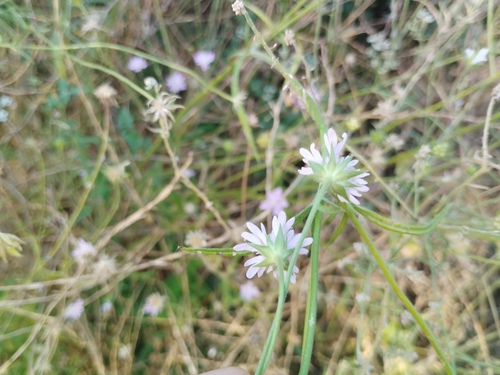 Knautia integrifolia