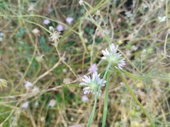 Knautia integrifolia