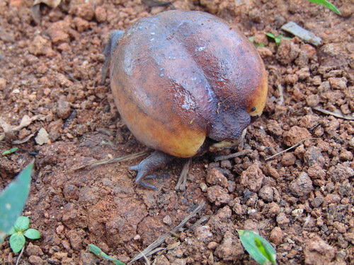 Highland Rain Frog, Breviceps fichus