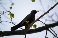 Turdus merula