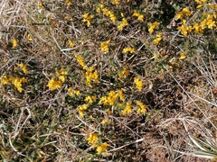 Genista anglica