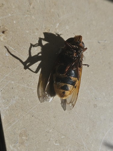 Hornet Mimic Hover Fly