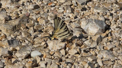 Scarce Swallowtail