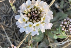 Noccaea cochleariformis