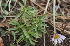 Astranthium beamanii