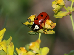 Cryptocephalus cordiger