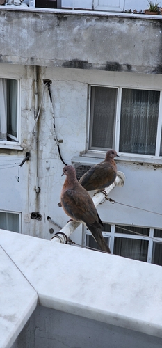 Laughing Dove