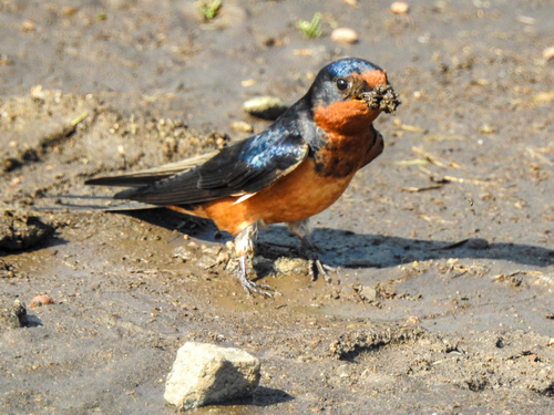 Siberian Barn Swallow