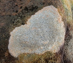 Lecanora oreinoides