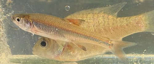 Blacktip shiner (Lythrurus atrapiculus) — Cyprinidae — 4