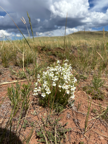 Penstemon laricifolius, photograph 2