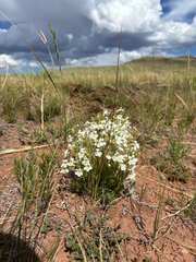 Penstemon laricifolius, photograph (c) Stephen Hornbeck, some rights reserved (CC BY)