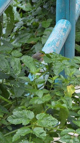 European Robin