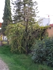 Selenicereus