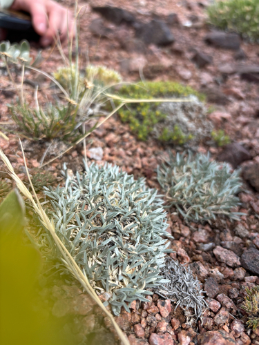 Astragalus spatulatus, photograph 5