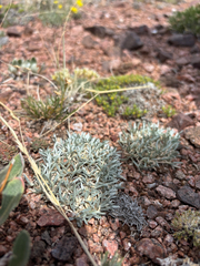 Astragalus spatulatus, photograph (c) Stephen Hornbeck, some rights reserved (CC BY)