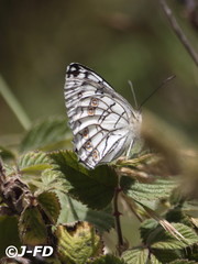Melanargia arge