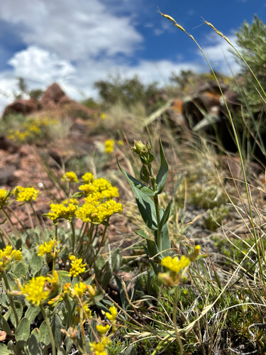 Penstemon secundiflorus, photograph 2