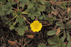 Potentilla rydbergiana
