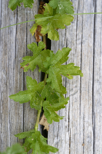 iNaturalist observation photo of currants and gooseberries