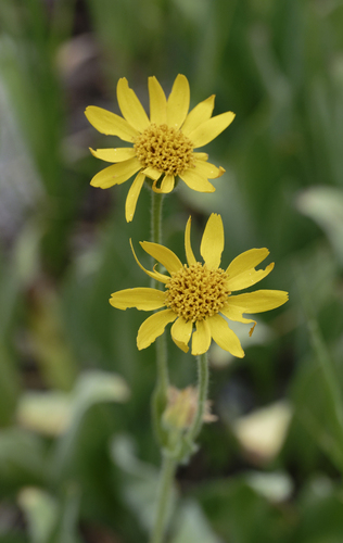 iNaturalist observation photo of Arnica