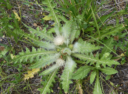 iNaturalist observation photo of Elk Thistle