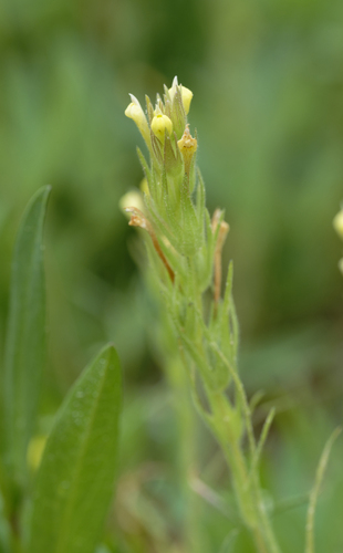 iNaturalist observation photo of hairy owl's clover