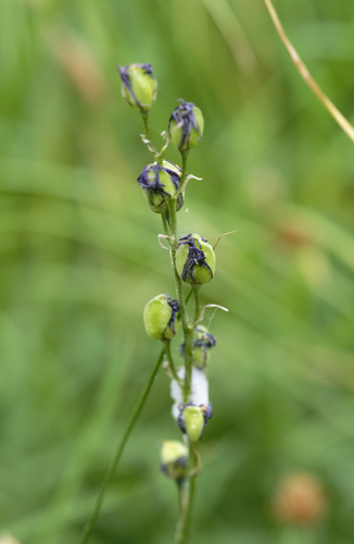 iNaturalist observation photo of flowering plants