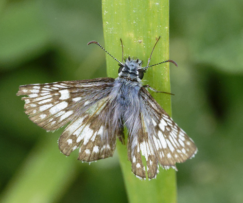 iNaturalist observation photo of Common Checkered-Skipper