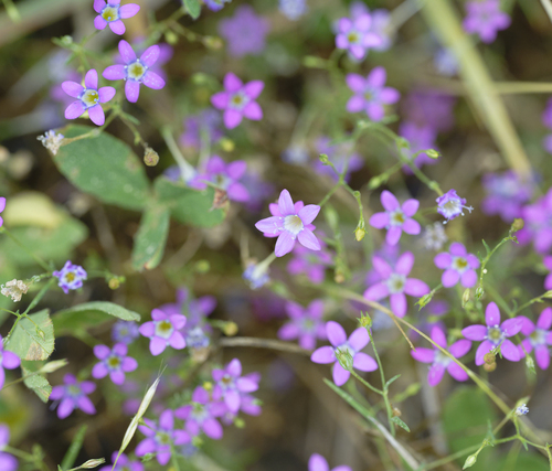 iNaturalist observation photo of Bridges' pincushionplant