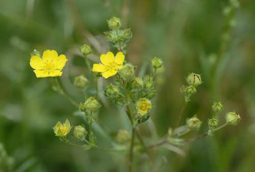 iNaturalist observation photo of slender cinquefoil