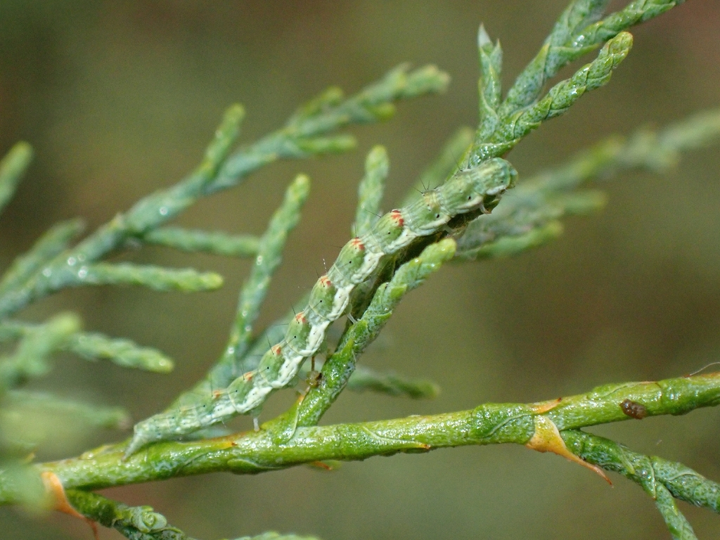 Ornativalva plutelliformis