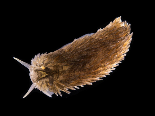 Aeolidia filomenae