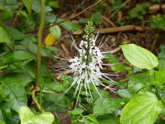 Orthosiphon aristatus