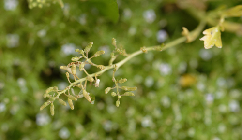 iNaturalist observation photo of Dicots