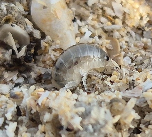 Cape Beach Hopper