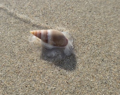 smooth plough shell