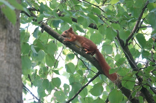 Eurasian Red Squirrel