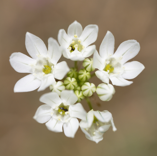 iNaturalist observation photo of white brodiaea