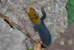 Gonatodes albogularis