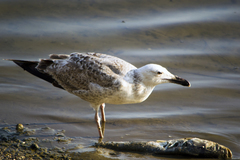 Larus michahellis