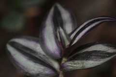Tradescantia zebrina