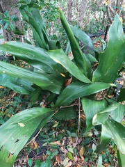 Aspidistra elatior