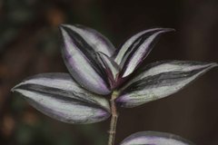 Tradescantia zebrina