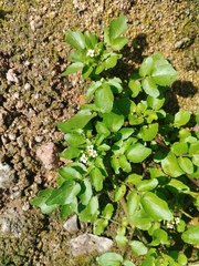watercress