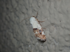 Tarache toddi